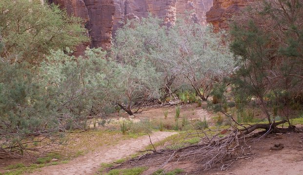entr&eacute;e verdoyante de l'oued essendil&egrave;ne