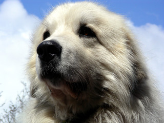 big dog dignified