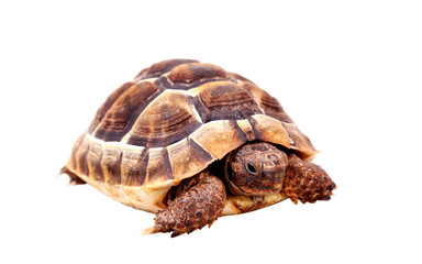 isolated tortoise