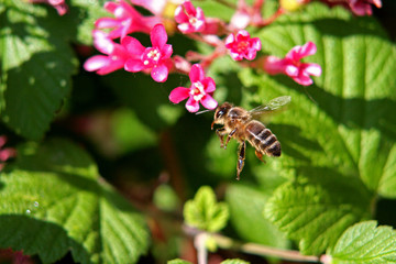 abeille en vol