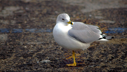 seagull on 1 leg