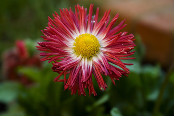 bellis © Ashley Darby