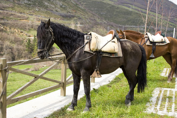 caballo andaluz