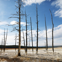 shoreline at yellowstone national park, wyoming.