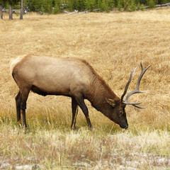 elk grazing in yellowstone national park, wyoming.