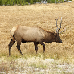 elk in yellowstone national park, wyoming.