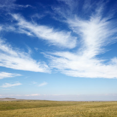 field and sky with cirrus clouds.