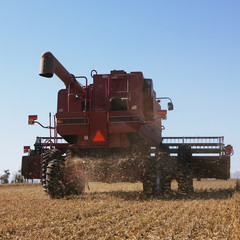 Fototapeta premium combine harvesting soybeans.
