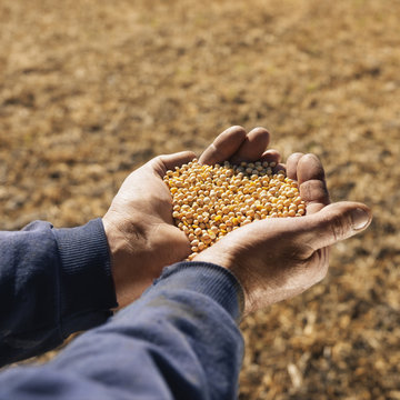 soybeans in hands.