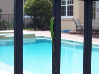 lizard by pool