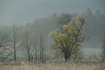 Obraz na płótnie Canvas kwitnących wiosną drzewo i wschód słońca rano mgła