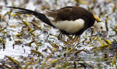 pheasant-tailed jacana