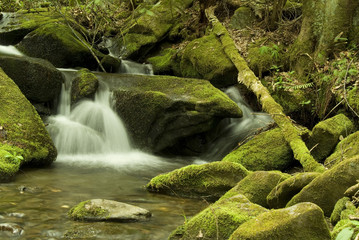 moss covered rocks and boulders in stream