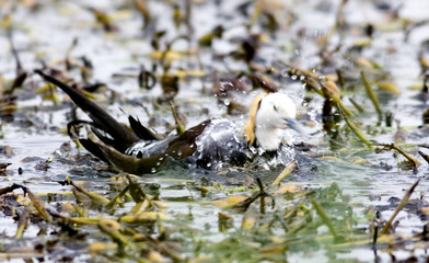 pheasant-tailed jacana