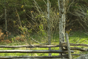 trees and old fence