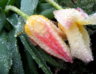 frozen flowers