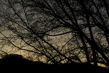 sunrise and dogwoods