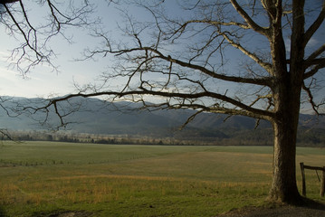 Fototapeta na wymiar drzewa, łąki i Smoky Mountains
