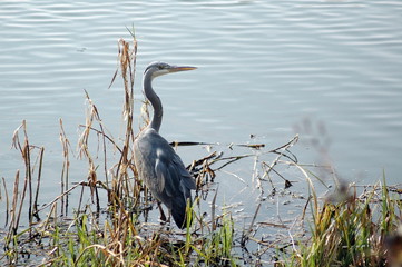 heron