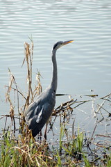heron