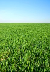 green grass on horzon with blue sky
