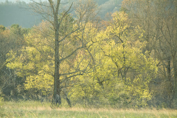 spring trees and meadow in cades cove, tn