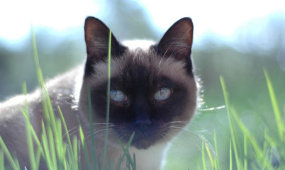 siamese cat and green grass