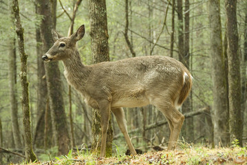 white tail deer in forest