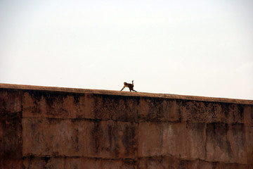 monkey at agra fort