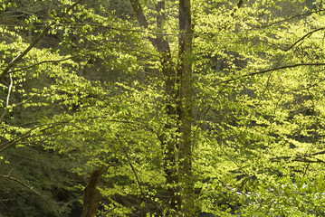 backlit spring trees