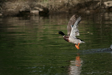 duck