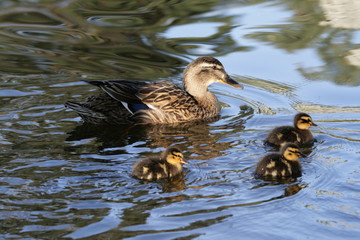 duck family