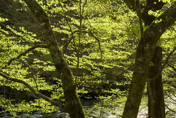 backlit spring trees and the little river