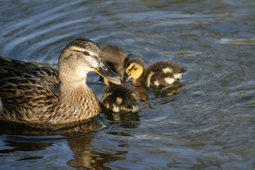 duck family