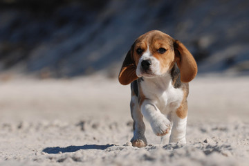 beagle puppy