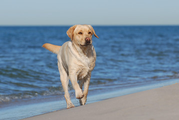 labrador on the beach