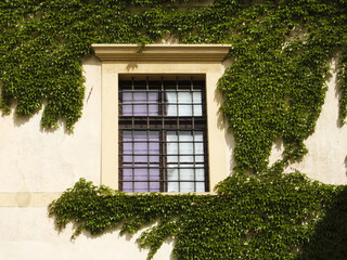ivy window