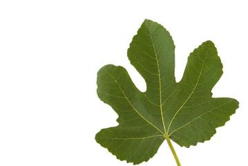 fig leaf