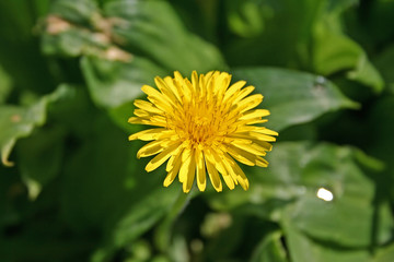 dandelion flower