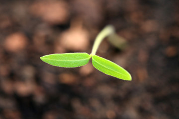 organic tomato seedling