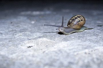 escargot