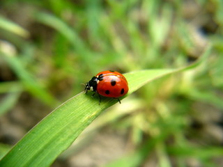 Fototapeta premium ladybird