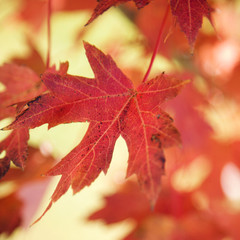 Fototapeta na wymiar red autumn maple leaf.
