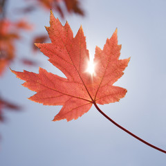 single red autumn maple leaf with sun shinning through.