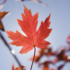 single red autumn maple leaf with blue sky in background.