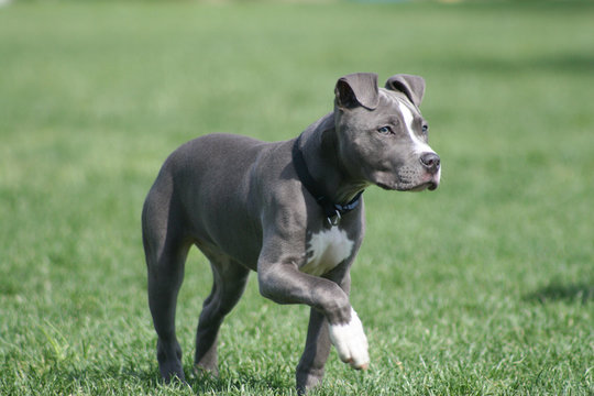 american blue staffordshire terrier