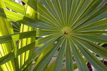 Gardinen Palmwedel © Vonora
