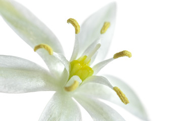Fototapeta na wymiar close up of a white flower