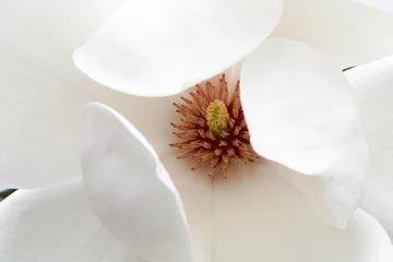 Zelfklevend Fotobehang magnolia blossom © CullenPhotos