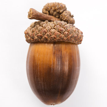 still life of acorn.